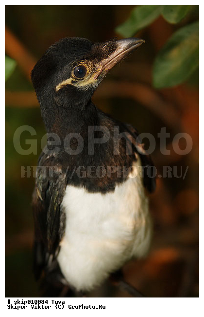 ��������, �������, �����, ������, ����, ������, ��������, ��������, �����, �����, ��������, �����������, XYZ, ��������, ���������, Corvidae, ������, Pica pica