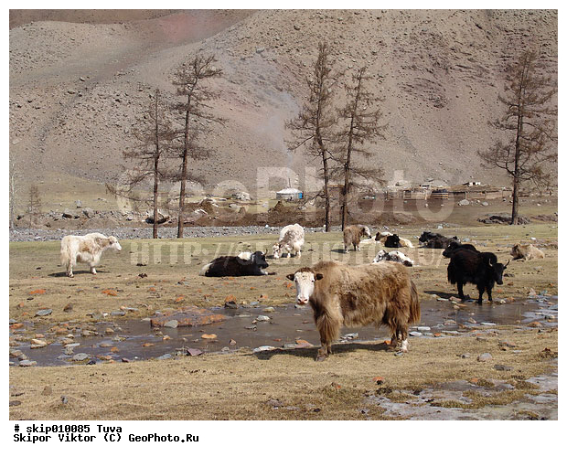 ��������, ������, ����, ��, ���, ������, ��������, ��������, �������������, �������������, �����, �����, XYZ, ���������, Bovidae, ��, ������, Bos grunniens, Bos mutus