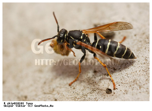 ��������, ���������, ���, �������, ����, ��������������, �������������, ��������������