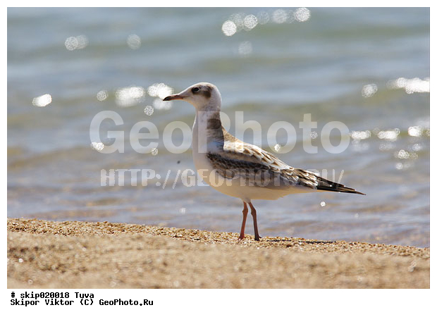 �����, ����, �����, ����� ����-����, ������, ��������, ��������, �����, �����, XYZ, ��������, �����������, ��������, Laridae, ������ �����, ������� �����, ������������ �����, ������ �����, Larus ridibundus, Chroicocephalus ridibundus, ������, ��������, ��������, �����, �����, XYZ, ��������, �����������, ��������, Laridae, ������ �����, ������� �����, ������������ �����, ������ �����, Larus ridibundus, Chroicocephalus ridibundus