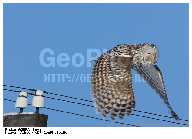 �������, �����, ����, ����, ��������, ��������, �����, �����, XYZ, ��������, �����������, ������ �����, ������ �����, ������, �������, ��������� ����, Strigidae, ������������� �������, ��������� �������, Strix uralensis