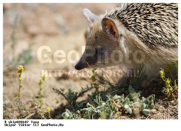 ��, ��, ��������, �������������, �������, ����, ����� ����-����, ������, ��������, ��������, �������������, �������������, �����, �����, XYZ, ������, Erinaceidae, ������� ��, ������� ��, ��������� ��, ��������� ��, Hemiechinus auritus, Erinaceus auritus, Erinaceus libycus