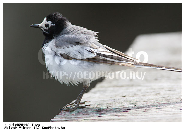 ����� ����������, ��������, �����, ����������, ����, ����� ����-����, �����, �����, XYZ, �������������, Motacillidae, Motacilla alba, ����� ����������, ������������� ����������, Motacilla personata