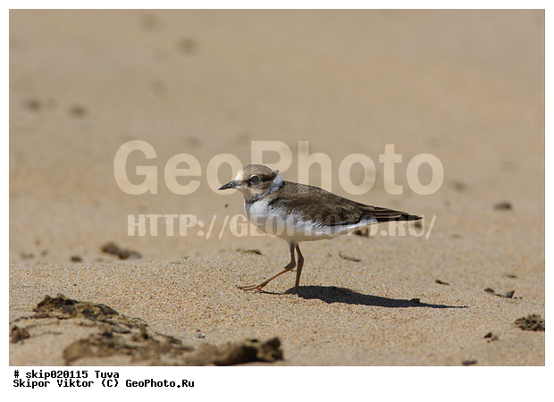 ����, ����� ����-����