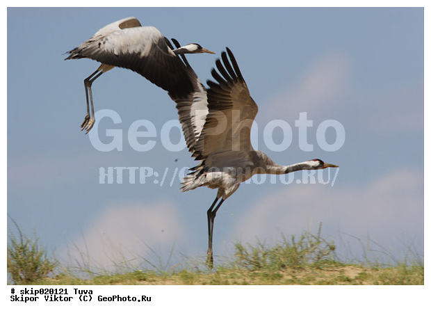 �������, �����, ����� �������, ����, ����� ����-����, �����, �����, XYZ, ����������, Gruidae, ����� �������, Grus grus