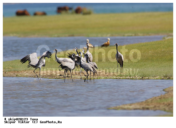 �������, �������-��������, �����, ����, ����� ����-����, �����, �����, XYZ, ����������, Gruidae, �������-��������, ��������, Anthropoides virgo