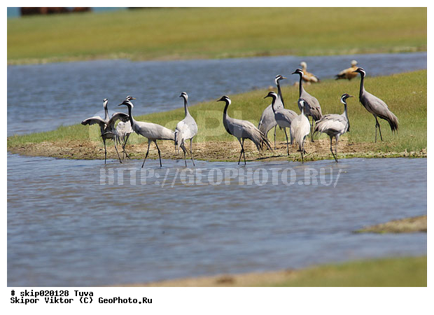 �������, �������-��������, �����, ����, ����� ����-����, �����, �����, XYZ, ����������, Gruidae, �������-��������, ��������, Anthropoides virgo