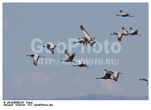 �������-��������, ����, ����� ����-����, �����, �����, XYZ, ����������, Gruidae, �������-��������, ��������, Anthropoides virgo