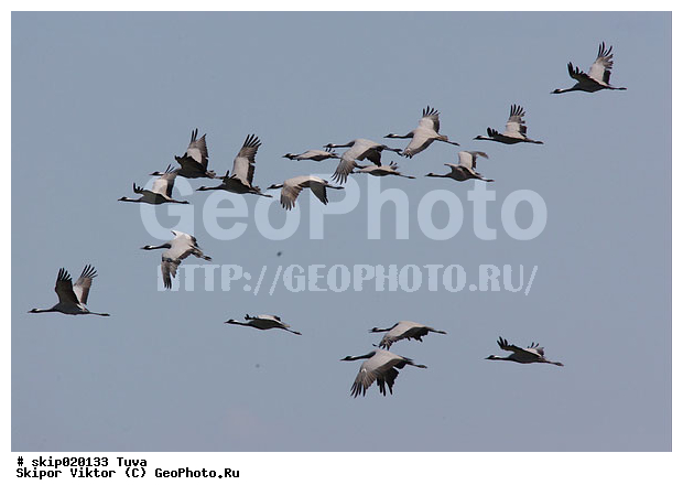 �������, �������-��������, �����, ����, ����� ����-����, �����, �����, XYZ, ����������, Gruidae, �������-��������, ��������, Anthropoides virgo