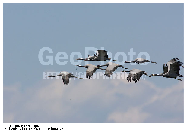 �������, �������-��������, �����, ����, ����� ����-����, �����, �����, XYZ, ����������, Gruidae, �������-��������, ��������, Anthropoides virgo