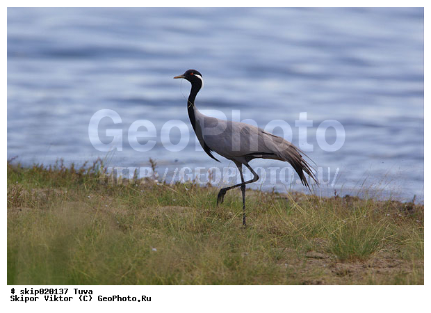 �������, �������-��������, �����, ����, ����� ����-����, �����, �����, XYZ, ����������, Gruidae, �������-��������, ��������, Anthropoides virgo