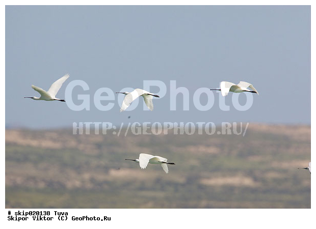 ��������, ��������, �������, �������, �����, ����, ����� ����-����, ������, ��������, ��������, �����, �����, ��������, �����������, XYZ, ��������, Threskiornithidae, �������, ������������ �������, Platalea leucorodia