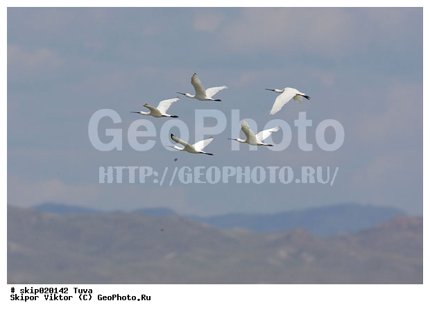 ��������, ��������, �������, �������, �����, ����, ����� ����-����, ������, ��������, ��������, �����, �����, ��������, �����������, XYZ, ��������, Threskiornithidae, �������, ������������ �������, Platalea leucorodia