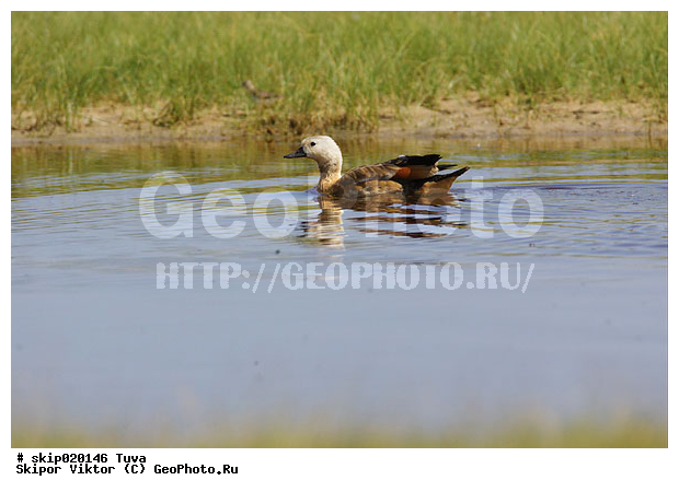 �����, �����, ����, ����, ����� ����-����, �����������������, ������������� �����, XYZ, ������, Anatidae, �����, ������� ����, Tadorna ferruginea