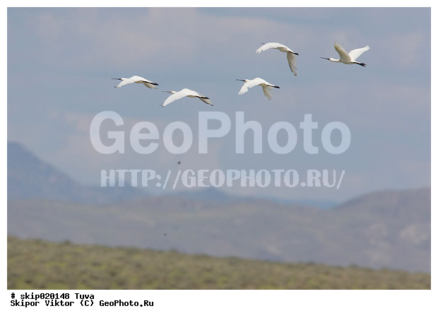 ��������, ��������, �������, �������, �����, ����, ����� ����-����, ������, ��������, ��������, �����, �����, ��������, �����������, XYZ, ��������, Threskiornithidae, �������, ������������ �������, Platalea leucorodia