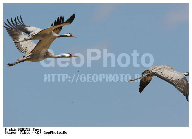 ����� �������, ����, ����� ����-����, �����, �����, XYZ, ����������, Gruidae, ����� �������, Grus grus