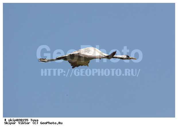 �������, �����, ����� �������, ����, ����� ����-����, �����, �����, XYZ, ����������, Gruidae, ����� �������, Grus grus