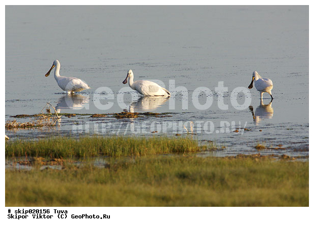 ��������, ��������, �������, �������, �����, ����, ����� ����-����, ������, ��������, ��������, �����, �����, ��������, �����������, XYZ, ��������, Threskiornithidae, �������, ������������ �������, Platalea leucorodia