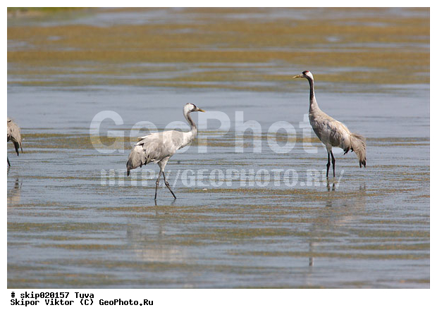 �������, �����, ����� �������, ����, ����� ����-����, �����, �����, XYZ, ����������, Gruidae, ����� �������, Grus grus