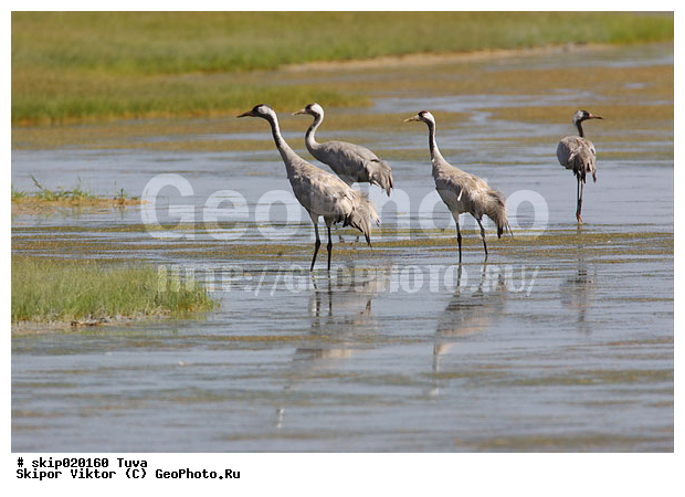 �������, �����, ����� �������, ����, ����� ����-����, �����, �����, XYZ, ����������, Gruidae, ����� �������, Grus grus