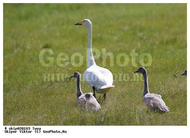 �������������, ������, �����, ����, ����� ����-����, ��������, ��������, ��������, �����������, �����������������, ������������� �����, ������������� �����, XYZ, ������, Anatidae, ������-������, Cygnus cygnus