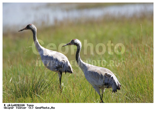 �������, �����, ����� �������, ����, ����� ����-����, �����, �����, XYZ, ����������, Gruidae, ����� �������, Grus grus