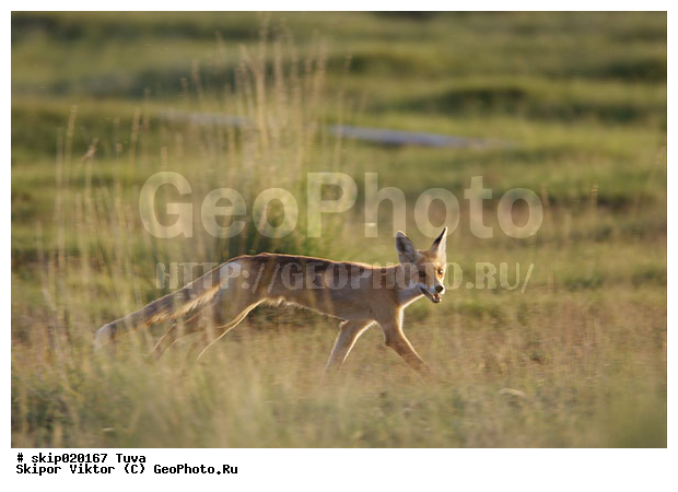 ��������, ������, �������������, ����� ����-����, ������, ����, �������, ������, ��������, ��������, �������������, �������������, �����, �����, �������, ������, XYZ, ������, �������, ������, Canidae, ������, ������� ������, Vulpes corsac, Alopex corsac