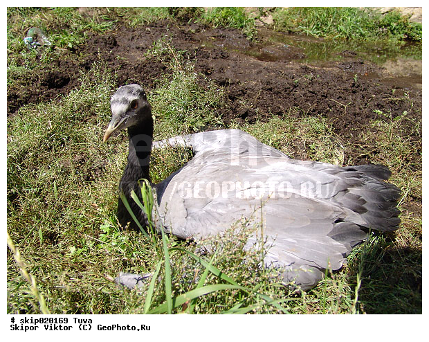 �������-��������, ����, ����� ����-����, �����, �����, XYZ, ����������, Gruidae, �������-��������, ��������, Anthropoides virgo