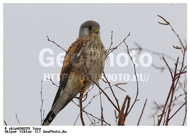 �����, ���������, �����, ����, ������, ������, ��������, ��������, ��������, �����������, �����, �����, ������ �����, ������ �����, XYZ, ���������, Falconidae, ������������ ���������, Falco tinnunculus