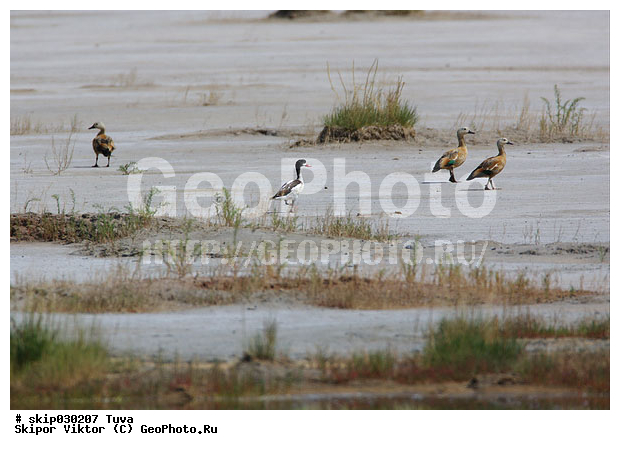 ���-����, ����, ����, ����, ����� ���-����, ��������, ��������, �����, �����, ��������, �����������, �����������������, ������������� �����, ������������� �����, XYZ, ������, Anatidae, �������, ������, Tadorna tadorna, �����, ������� ����, Tadorna ferruginea