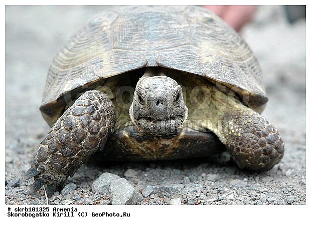 �������, ��������