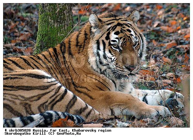 ������� ������, ����������� ����, ��������, ����, ������, ����� ������������, �������������, �����, �����, XYZ, �������, Felidae, �������� ����, ����������� ����, ��������������� ����, Panthera tigris altaica