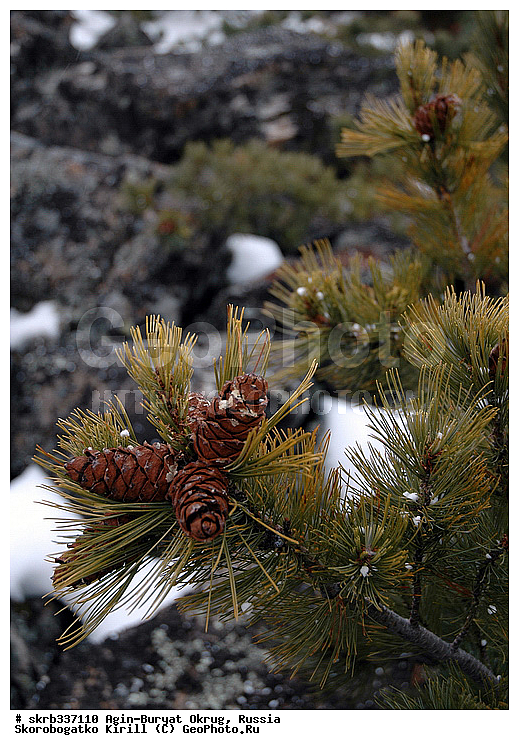 �������� ��������� �����, �������, ������������� ����, ������������ ����, Pinus pumila, �������, ��������, Pinus pumila, �������, ��������, ��������, �����, ������ ��������, ���������� ��������, ������������ ��������, ������������ ��������, ���������, ����������, ����, �����, ����������� ��������, �����������, XYZ, ��������, Pinaceae, ����� ������, ���������� ����, �������� ����� �����������, ���������, �������� �������, ����� ����������, ����� �����������, ����� �����������, Pinus pumila