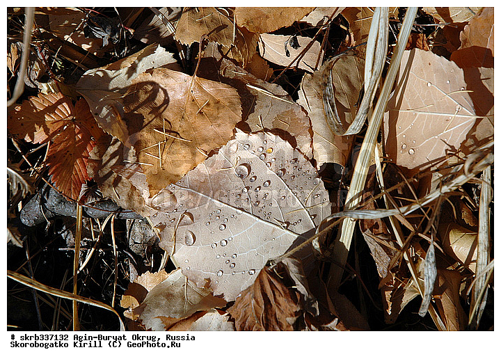 �������� ��������� �����, �������, ������������� ����, ������������ ����