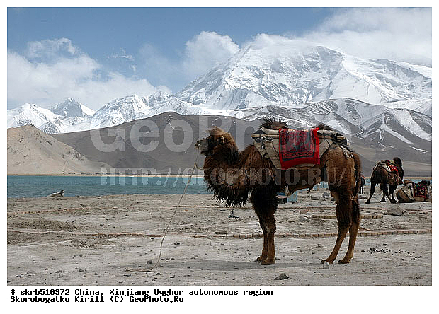 �����, �����, ��������-��������� ���������� �����, �������, �������, ����, ��������, ����, ��������, ��������, �������������, �������������, �����, �����, XYZ, �����������, Camelidae, ��������� �������, ��������, Camelus bactrianus