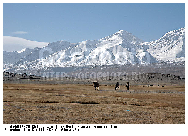 �����, �����, ��������-��������� ���������� �����, �������, �������, ����, ��������, ����, ��������, ��������, �������������, �������������, �����, �����, XYZ, �����������, Camelidae, ��������� �������, ��������, Camelus bactrianus