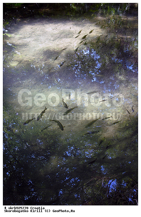 ����, ��������, ������������ ����