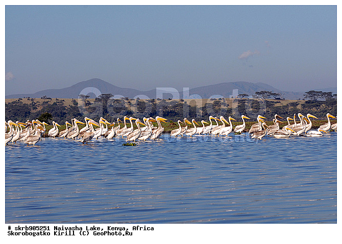 ������, ��������� ������, �����, �������, ����� �������, �������, �����, ����, �����, �����, ������� �����, ������� �����,XYZ, �����������, Pelecanidae, ������� �������, Pelecanus onocrotalus, ������� �����, ������� �����