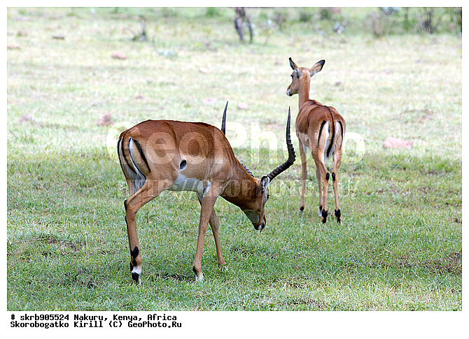 ������, ��������� ������, �����, ������, ������, ������ �������, ��������, �������������, ����, �������������