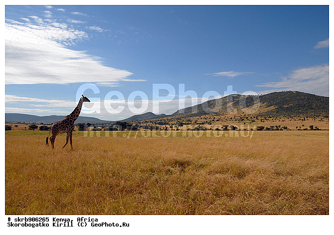 ������, ��������� ������, �����, ����� ����, ��������, �����, �������������, �����, �����, XYZ, ���������, Giraffidae, Giraffa camelopardalis, �����, �������������, �����, �����, XYZ, ���������, Giraffidae, Giraffa camelopardalis, �����