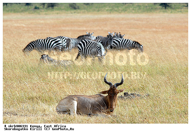 ������, ��������� ������, �����, ����� ����, ��������, ��������, �����, �����, ����, ��������, ��������, �������������, �������������, �����, �����, XYZ, ���������, Bovidae, ����, �������� ����, ��������, �������, Damaliscus lunatus, ������������ ���� ����� ����, �����, ��������, ��������, �������������, �������������, �����, �����, XYZ, ���������, Bovidae, ����, �������� ����, ��������, �������, Damaliscus lunatus, ������������ ���� ����� ����, �����