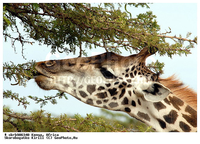 ������, ��������� ������, �����, ����� ����, ��������, �����, �������������, �����, �����, XYZ, ���������, Giraffidae, Giraffa camelopardalis, �����, �������������, �����, �����, XYZ, ���������, Giraffidae, Giraffa camelopardalis, �����