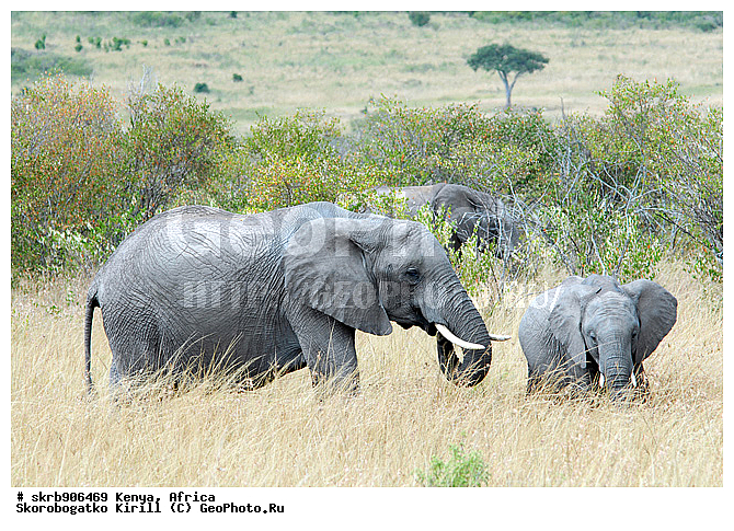 ������, ��������� ������, �����, ����� ����, ����, ��������, ��������, �������������, �����, �����, XYZ, ��������, Proboscidea, �������� ����, Loxodonta africana, Elephas africanus, ��������, Elephantidae