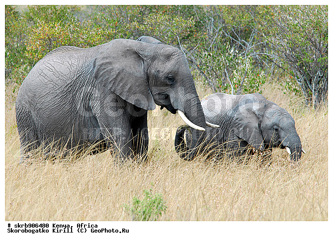 ������, ��������� ������, �����, ����� ����, ����, ��������, ��������, �������������, �����, �����, XYZ, ��������, Proboscidea, �������� ����, Loxodonta africana, Elephas africanus, ��������, Elephantidae