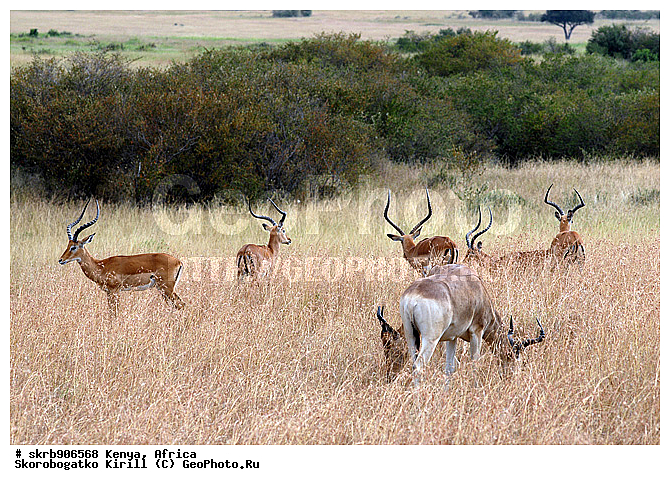 ������, ��������� ������, �����, ����� ����, ��������, �������� ������, ��������, ������, �������������, �����, ��������, ��������, �������������, �������������, �����, �����, XYZ, ���������, Bovidae, ������, ���������� ��������, Aepyceros melampus, Antilope melampus