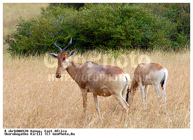 ������, ��������� ������, �����, ����� ����, ��������, ��������, ����, ��������, ��������, �������������, �������������, �����, �����, XYZ, ���������, Bovidae, ����, �������� ����, ��������, �������, Damaliscus lunatus, ������������ ���� ����� ����, �����, ��������, ��������, �������������, �������������, �����, �����, XYZ, ���������, Bovidae, ����, �������� ����, ��������, �������, Damaliscus lunatus, ������������ ���� ����� ����, �����