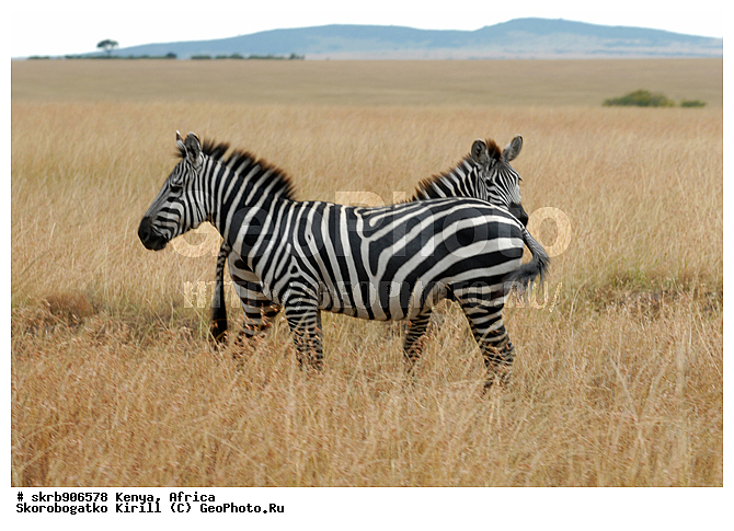 ������, ��������� ������, �����, ����� ����, ��������, �����, �������������, ����, �������������, �����, �����, XYZ, ���������, Equidae, ���������� �����, �������� �����, Equus quagga, Equus burchelli, Equus quagga burchellii, Asinus burchellii