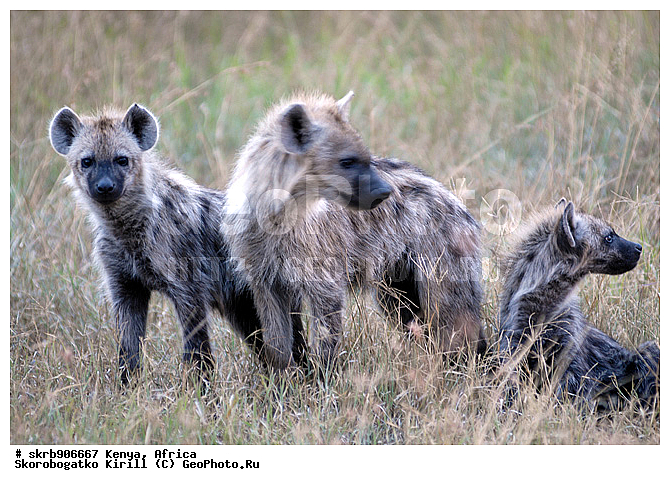 ������, ��������� ������, �����, ����� ����, �����, ��������, �������������, ��������, ��������, �������������, �������������, �����, �����, �������, ������, XYZ, �����, ��������, Hyaenidae, ��������� �����, Hyaena hyaena
