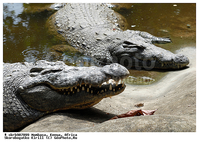 ������, ��������� ������, �����, �������, ��������