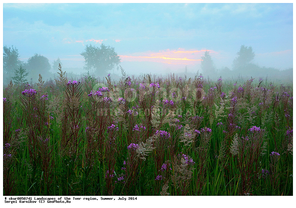 �������� �������, ���� �����, ������� ������ ������, ����, ����, 2014, ����, ������, ���, �������, ������, ����, ����, �����, ��������, �����, ��������, �������, ������, ����-���, ������, ������, , ������ ��������, �����, ���������� ��������, ������������ ��������, ������������ ��������, ������, �����, XYZ, ���������, ���������, ������������, Onagraceae, ����-��� �����������, ����-��� ������������, ������ �����������, �������� �����������, Chamaenerion angustifolium, Chamerion angustifolium, Epilobium angustifolium